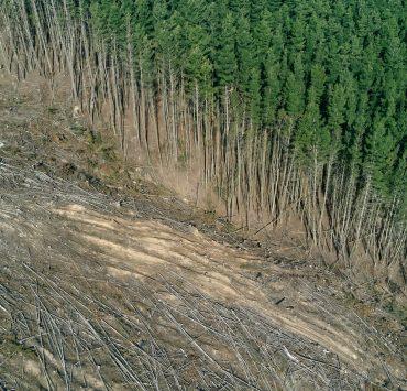 green trees on brown soil