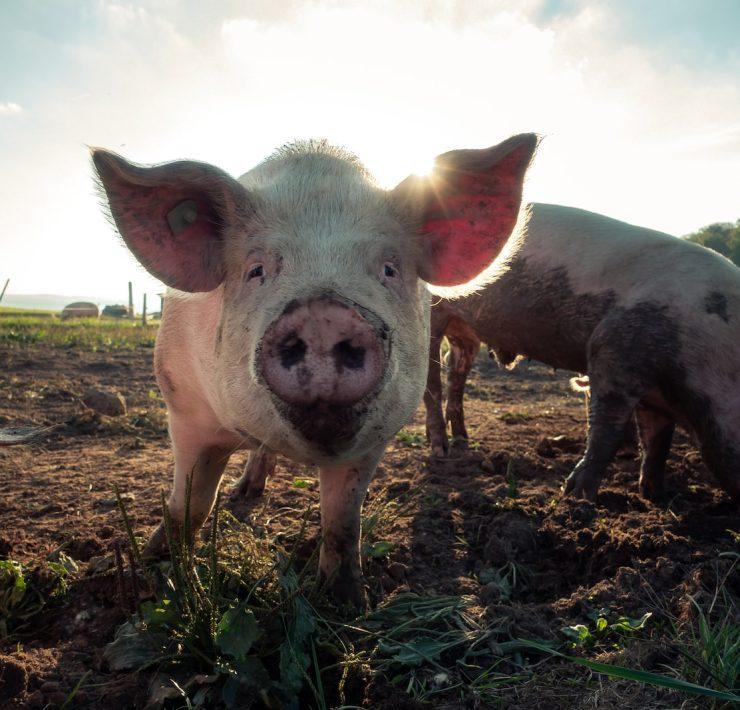 white pig