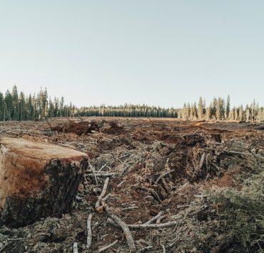 brown tree log on green grass field during daytime