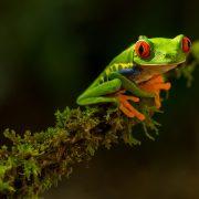 green Frog