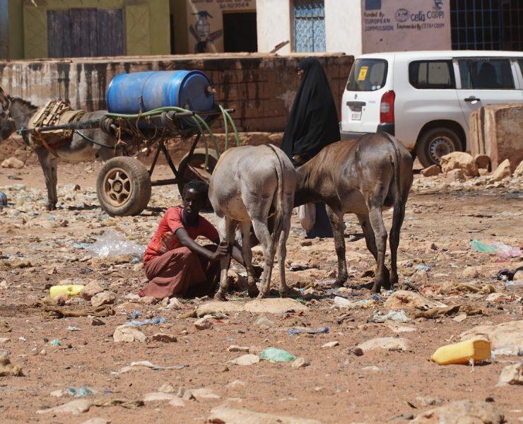 white van beside brown horse during daytime