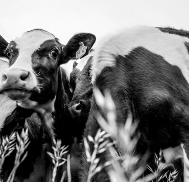 grayscale photo of cow on grass field