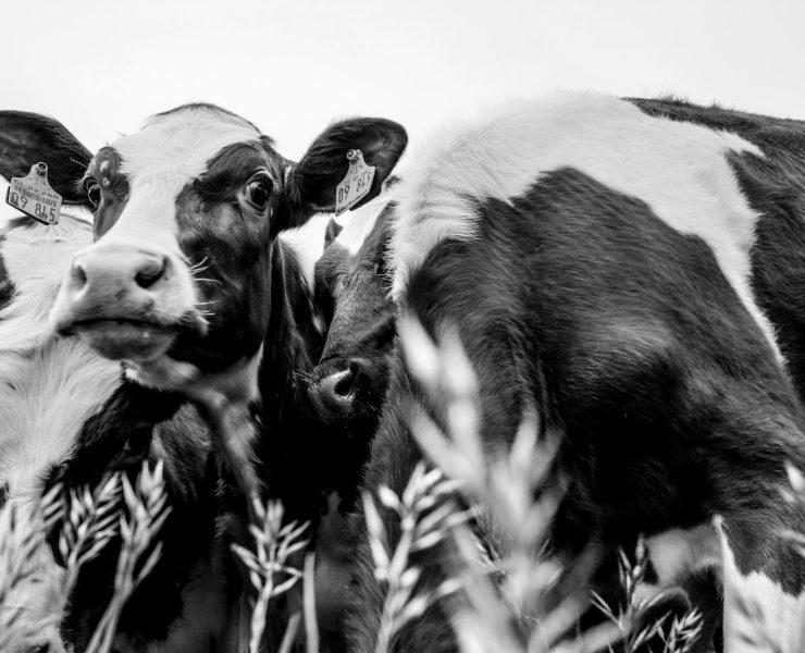 grayscale photo of cow on grass field