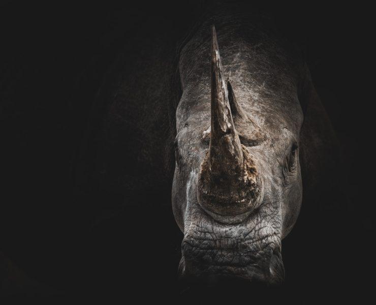 gray rhino digital wallpaper