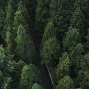 green trees on the side of the road