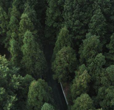 green trees on the side of the road