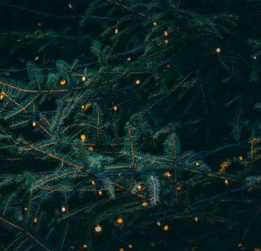 green pine tree with fireflies