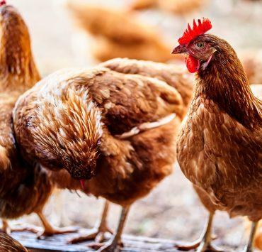 brown and red rooster on gray concrete floor