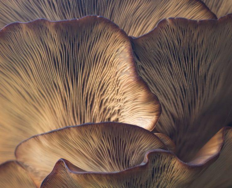 selective focus photo of mushroom