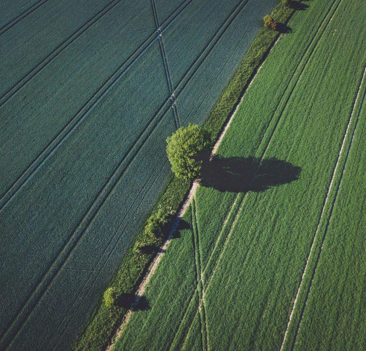 green grass field during daytime