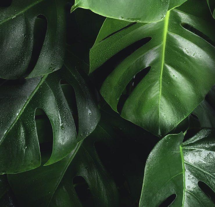 shallow photography of leaves