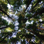 low-angle photography of tall tress during daytime