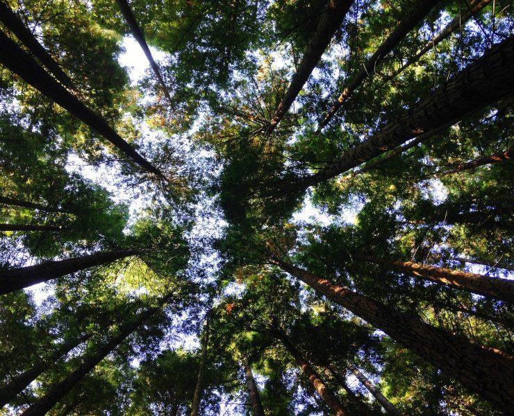 low-angle photography of tall tress during daytime