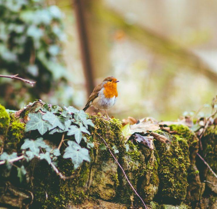 brown and white bird on tree branch during daytime