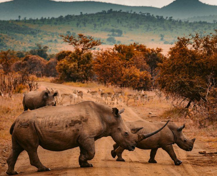 three rhinos walking on farm road