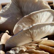 white and brown flower in close up photography