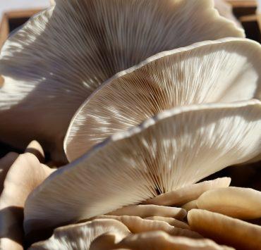 white and brown flower in close up photography