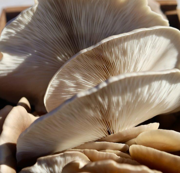 white and brown flower in close up photography