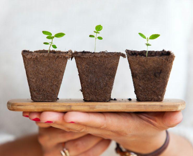 three green leafed plants
