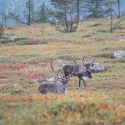 brown deer on green grass field during daytime