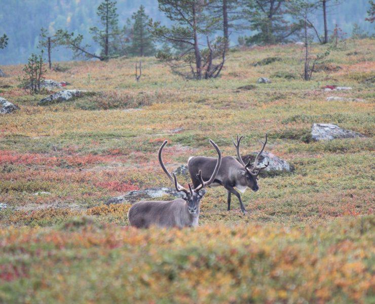 brown deer on green grass field during daytime