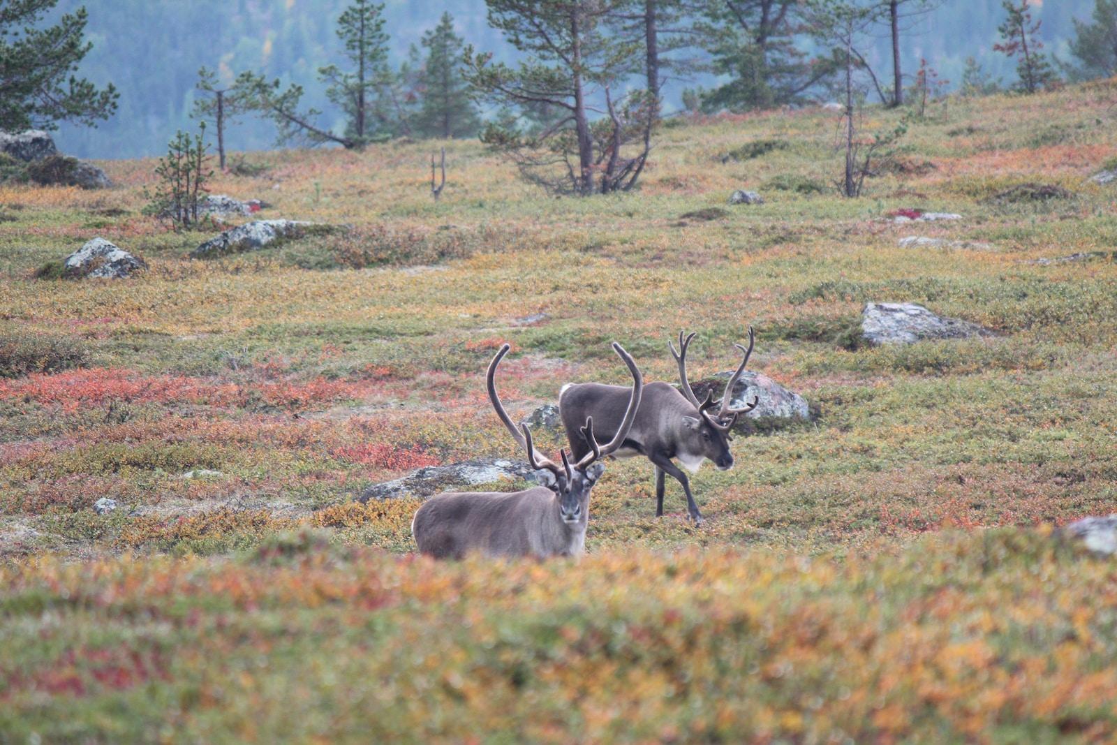 brown deer on green grass field during daytime