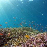 school of fish in body of water