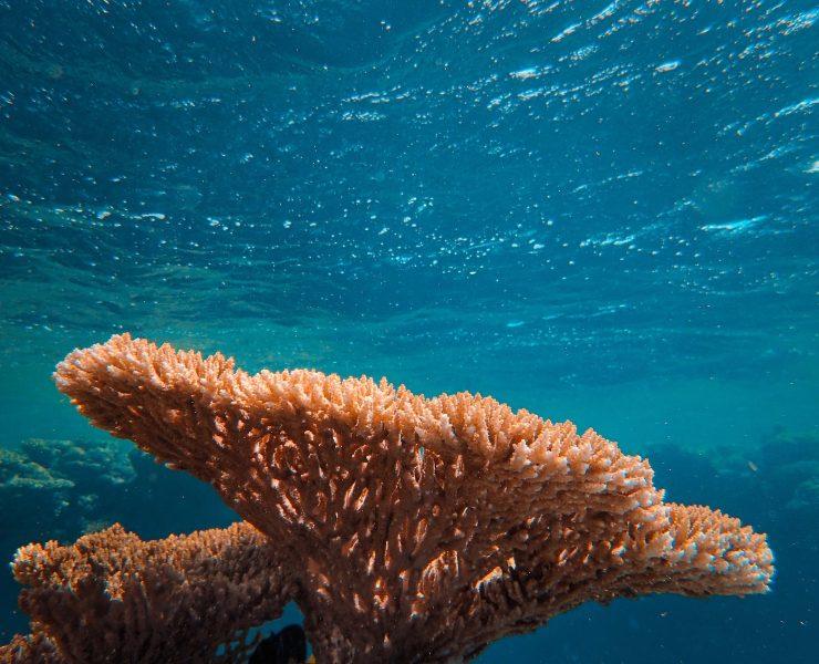 brown coral reef in blue water