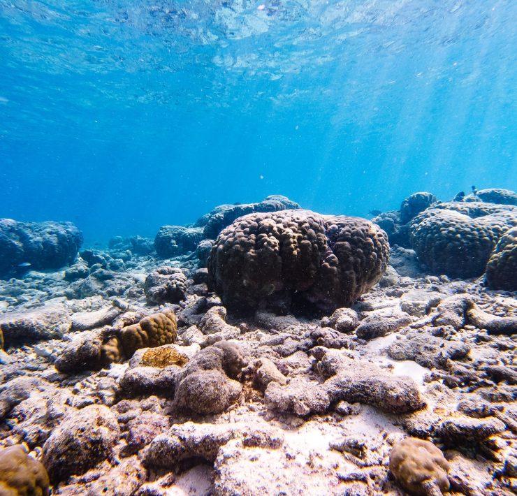 gray and black coral reef under water