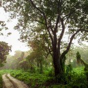 green trees and green grass during daytime