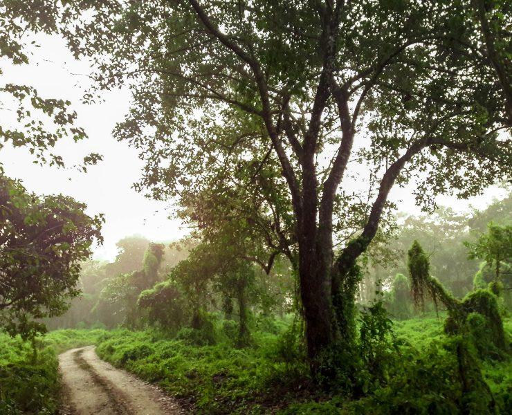 green trees and green grass during daytime