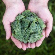person holding a green leaves