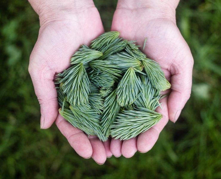 person holding a green leaves