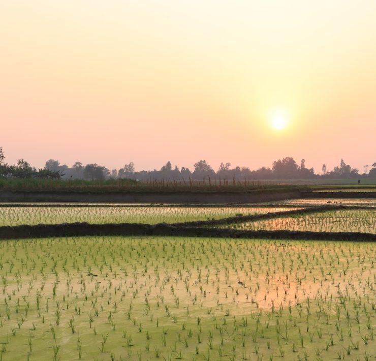 the sun is setting over a rice field
