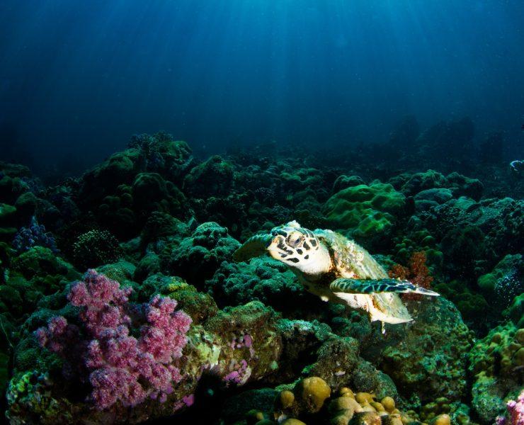 marine photography of turtle