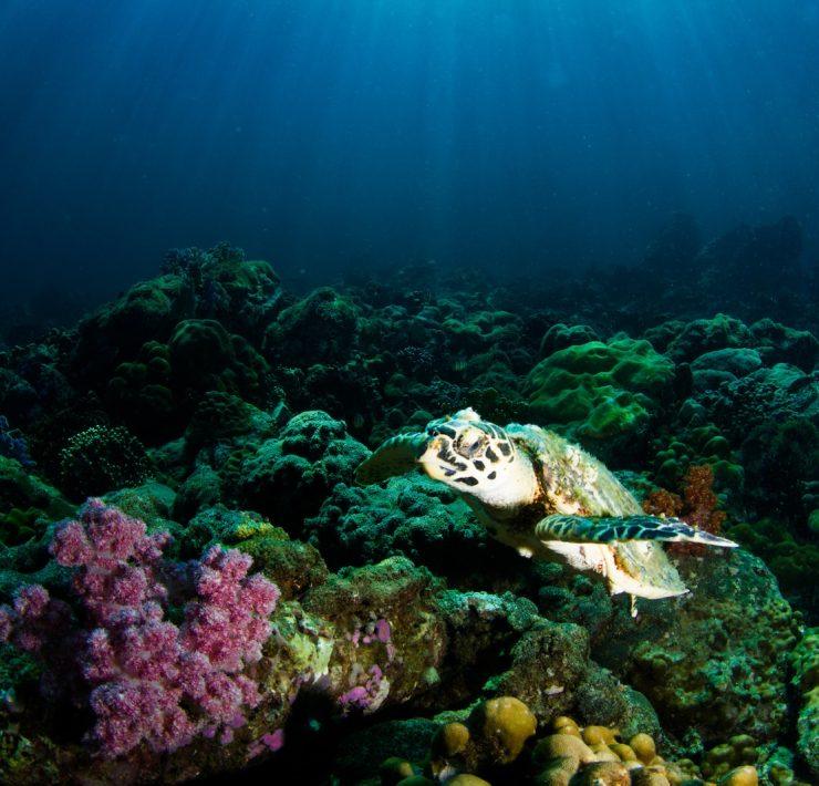 marine photography of turtle