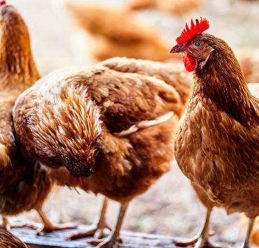 brown and red rooster on gray concrete floor