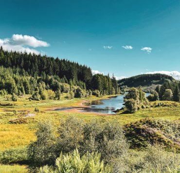 a river running through a forest