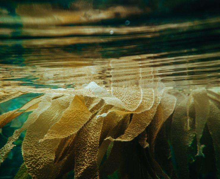 multicolored fringe sheet