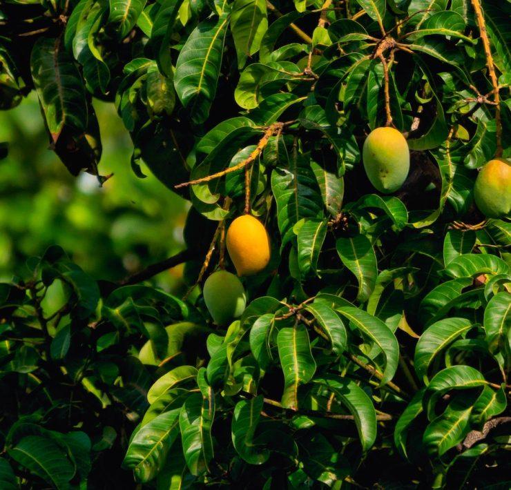 yellow round fruits on tree