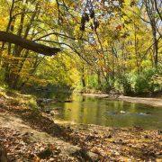 a river running through a forest filled with lots of trees