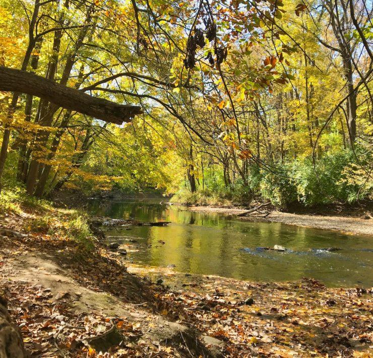 a river running through a forest filled with lots of trees