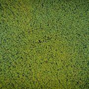aerial photography of green trees