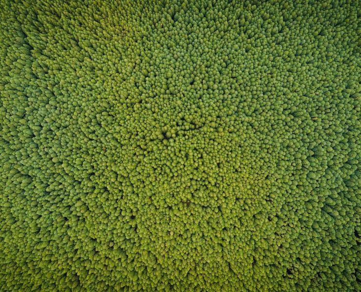 aerial photography of green trees