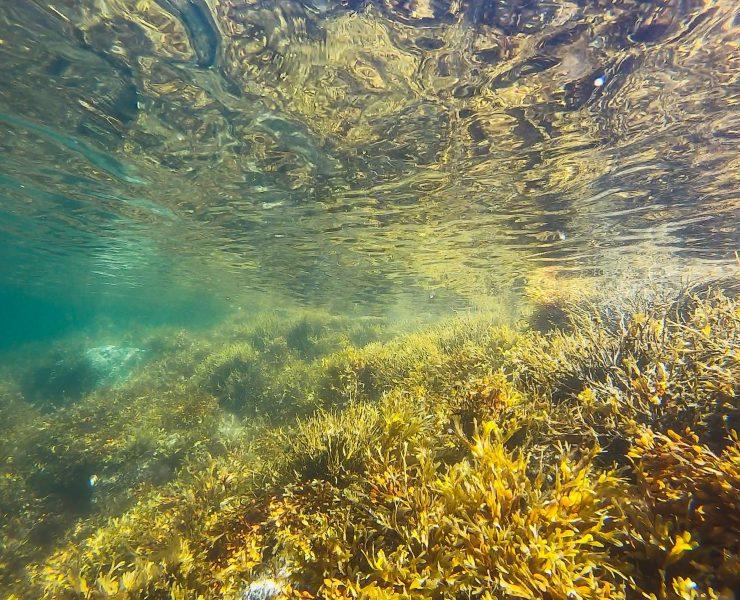 green algae underwater photography