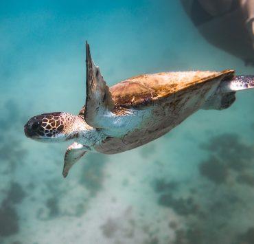 brown and white turtle under water