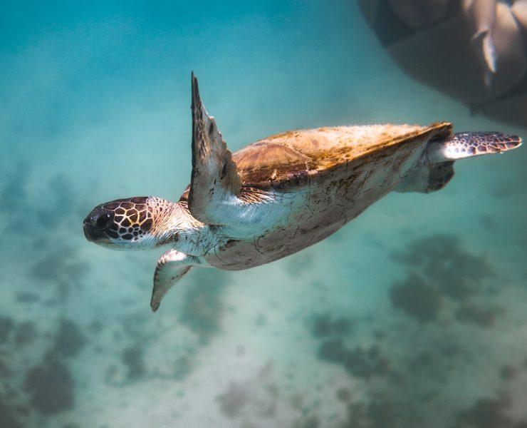 brown and white turtle under water