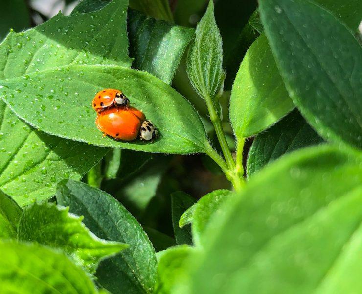 red and black ladybug on green leaf
