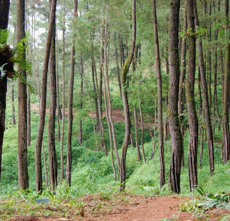 green and brown trees during daytime