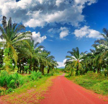 a red dirt road surrounded by palm trees